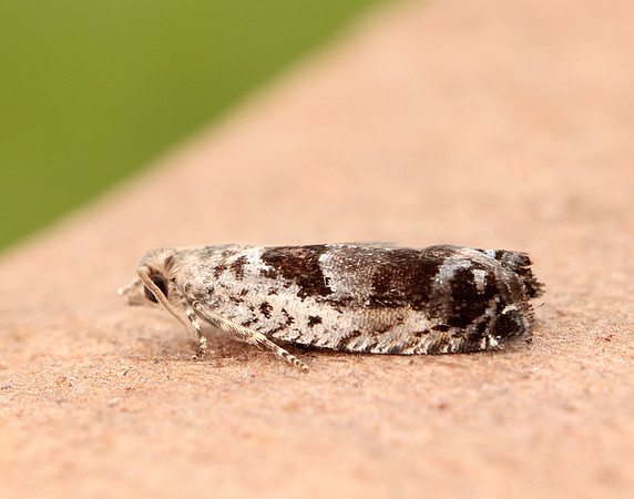 49.249 BF1134 Epinotia ramella