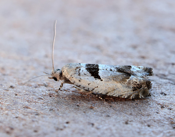 49.249 BF1134 Epinotia ramella