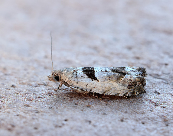 49.249 BF1134 Epinotia ramella