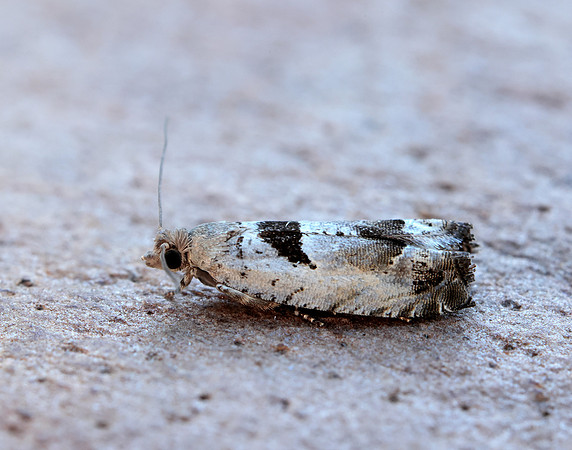 49.249 BF1134 Epinotia ramella