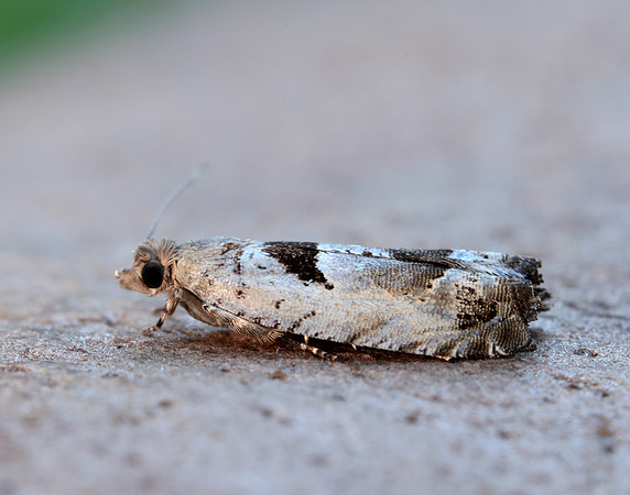 49.249 BF1134 Epinotia ramella