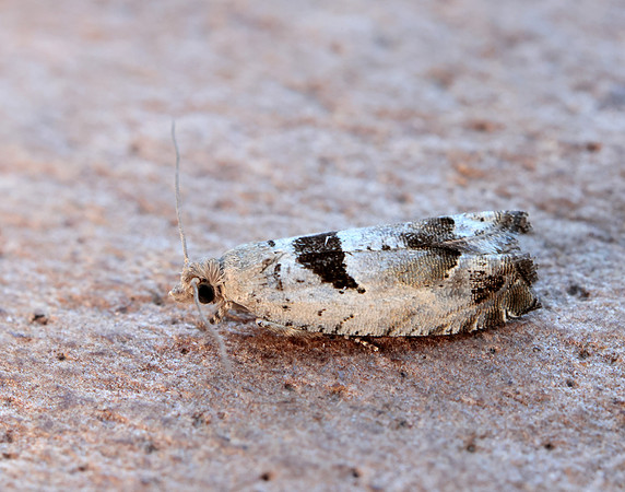 49.249 BF1134 Epinotia ramella