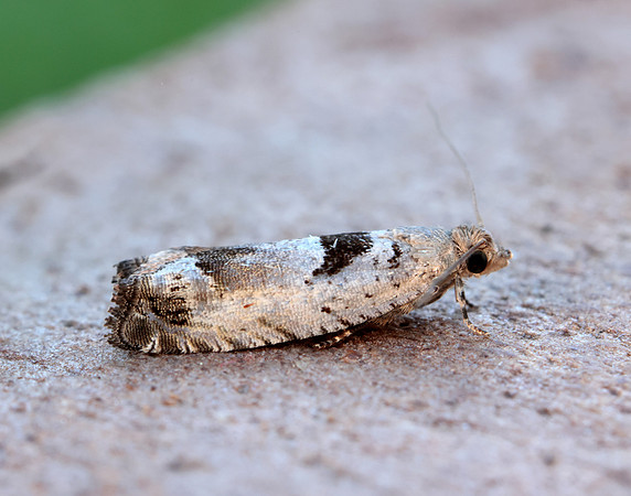 49.249 BF1134 Epinotia ramella