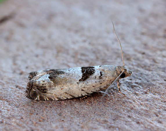49.249 BF1134 Epinotia ramella