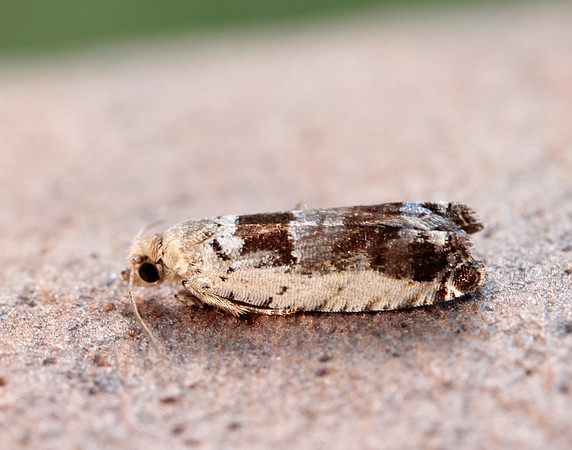 49.249 BF1134 Epinotia ramella