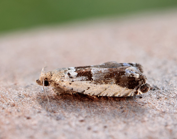 49.249 BF1134 Epinotia ramella
