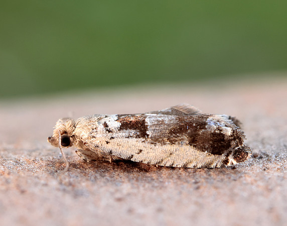 49.249 BF1134 Epinotia ramella