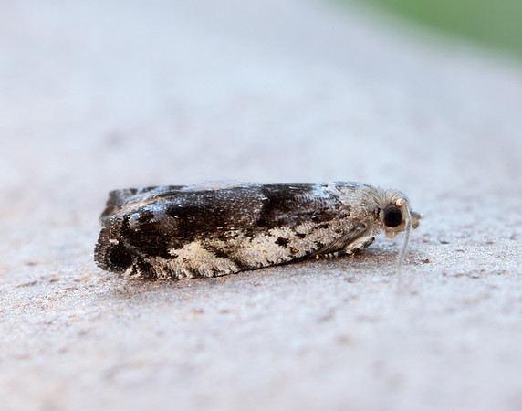 49.249 BF1134 Epinotia ramella