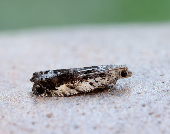 49.249 BF1134 Epinotia ramella