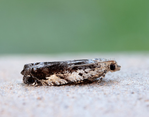 49.249 BF1134 Epinotia ramella