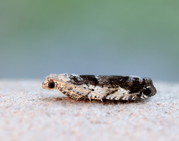 49.249 BF1134 Epinotia ramella