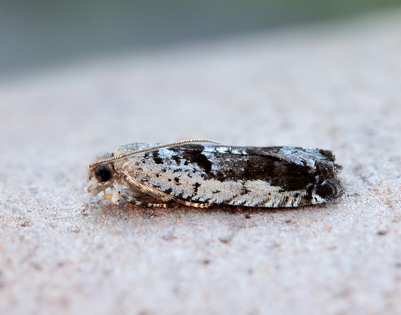 49.249 BF1134 Epinotia ramella