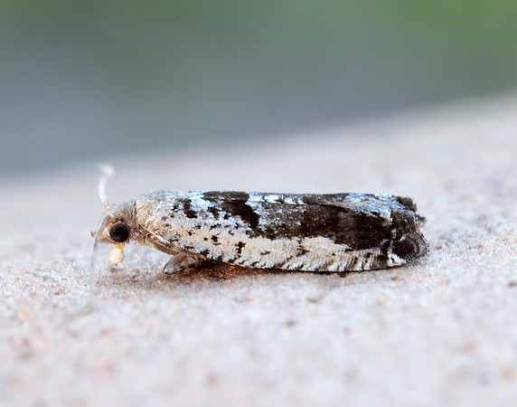 49.249 BF1134 Epinotia ramella