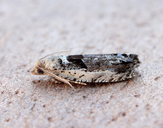 49.249 BF1134 Epinotia ramella
