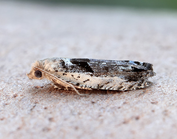 49.249 BF1134 Epinotia ramella