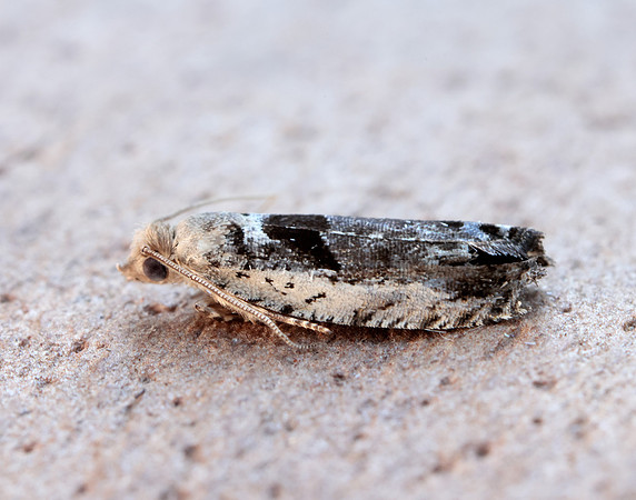 49.249 BF1134 Epinotia ramella
