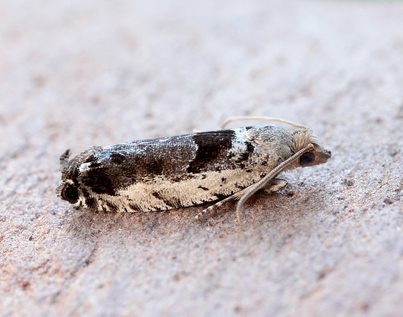 49.249 BF1134 Epinotia ramella
