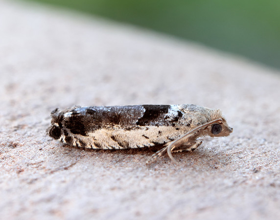 49.249 BF1134 Epinotia ramella