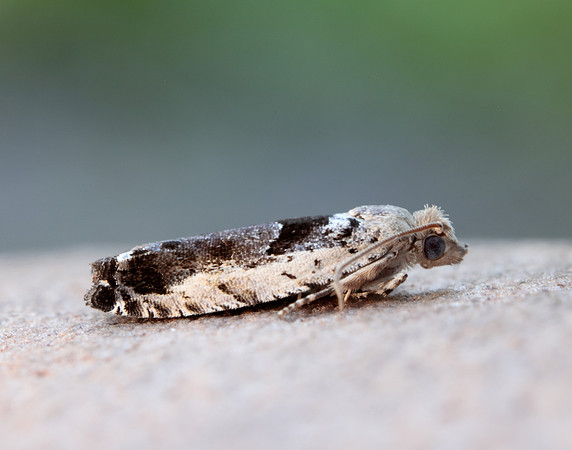 49.249 BF1134 Epinotia ramella