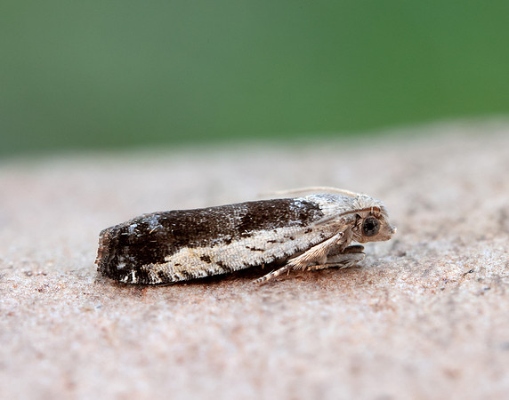 49.249 BF1134 Epinotia ramella