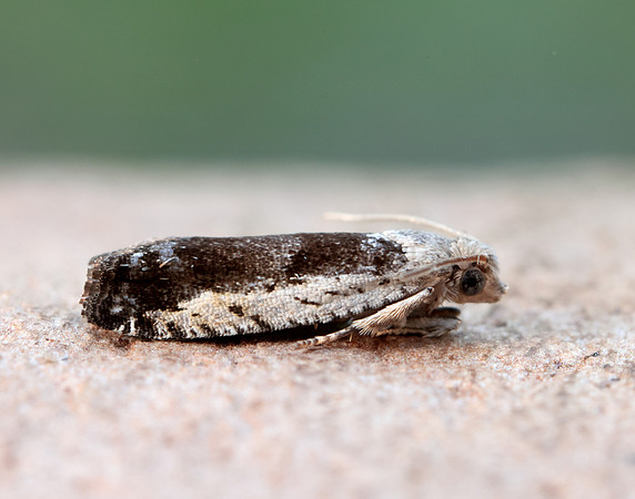 49.249 BF1134 Epinotia ramella