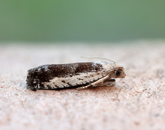 49.249 BF1134 Epinotia ramella