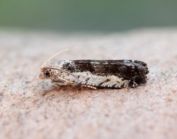 49.249 BF1134 Epinotia ramella