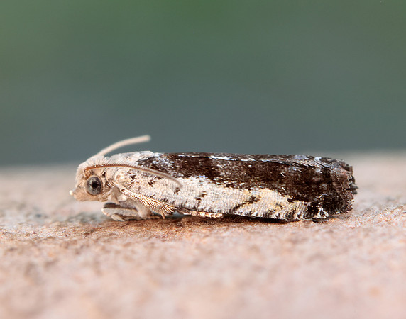 49.249 BF1134 Epinotia ramella