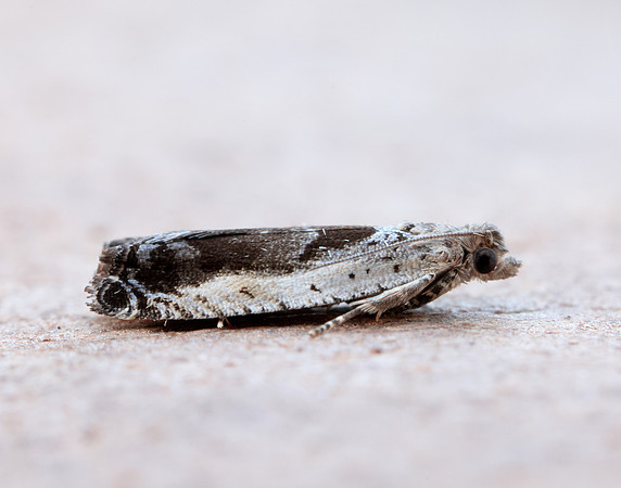 49.249 BF1134 Epinotia ramella