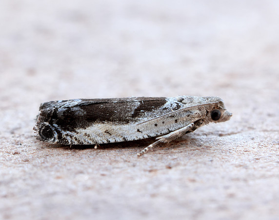 49.249 BF1134 Epinotia ramella
