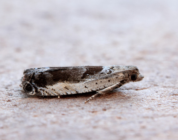 49.249 BF1134 Epinotia ramella