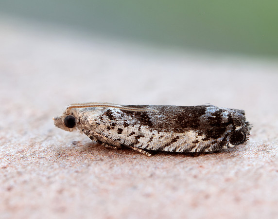 49.249 BF1134 Epinotia ramella