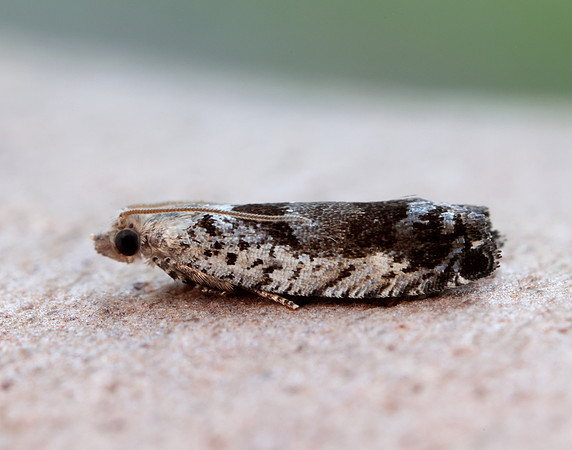 49.249 BF1134 Epinotia ramella