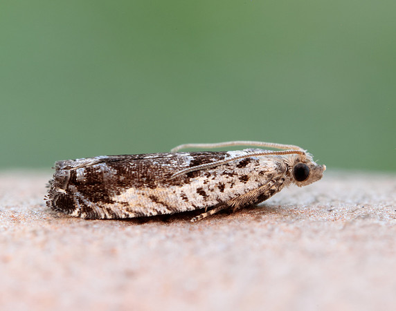 49.249 BF1134 Epinotia ramella
