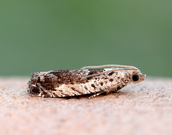 49.249 BF1134 Epinotia ramella