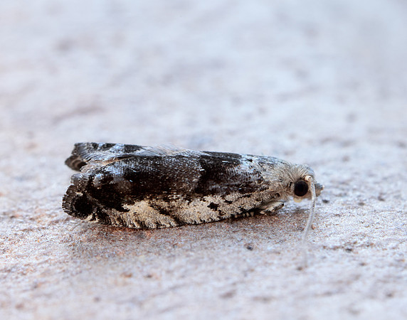 49.249 BF1134 Epinotia ramella
