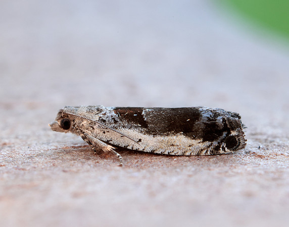 49.249 BF1134 Epinotia ramella