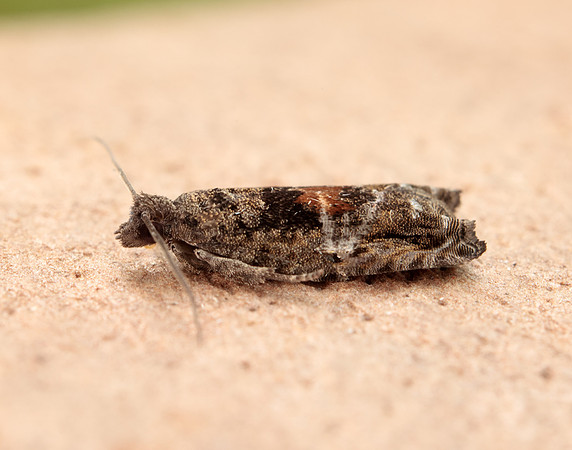 49.255 BF1138 Epinotia nisella