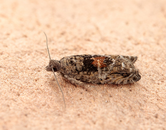 49.255 BF1138 Epinotia nisella
