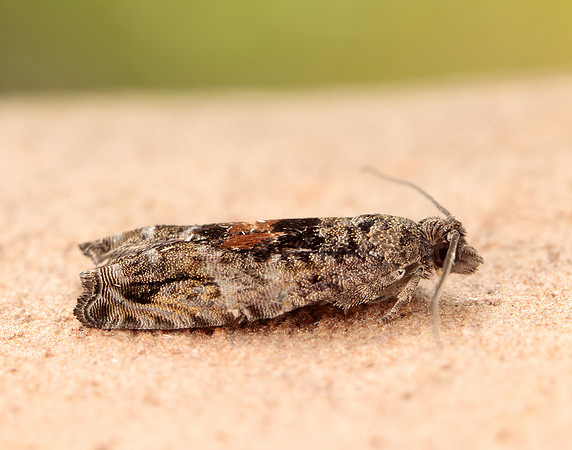49.255 BF1138 Epinotia nisella