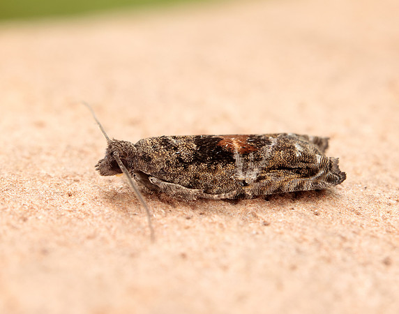 49.255 BF1138 Epinotia nisella