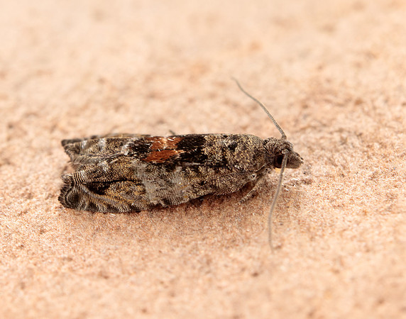 49.255 BF1138 Epinotia nisella