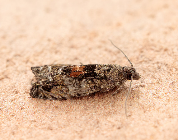 49.255 BF1138 Epinotia nisella