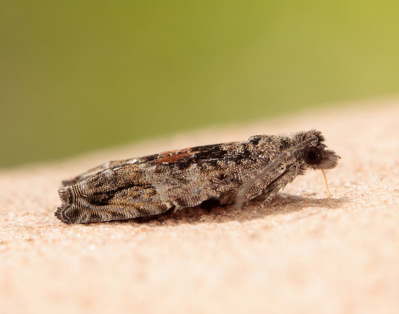 49.255 BF1138 Epinotia nisella