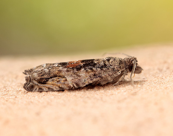 49.255 BF1138 Epinotia nisella