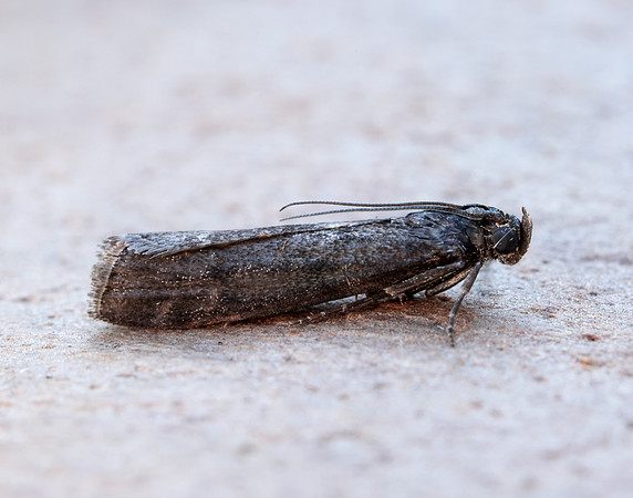 62.012 BF1451 Pyla fusca