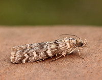 62.028 BF1454 Dioryctria abietella