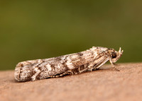 62.028 BF1454 Dioryctria abietella