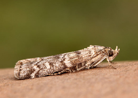 62.028 BF1454 Dioryctria abietella
