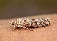 62.028 BF1454 Dioryctria abietella